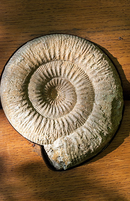 Ammonit in einer Eichenstele